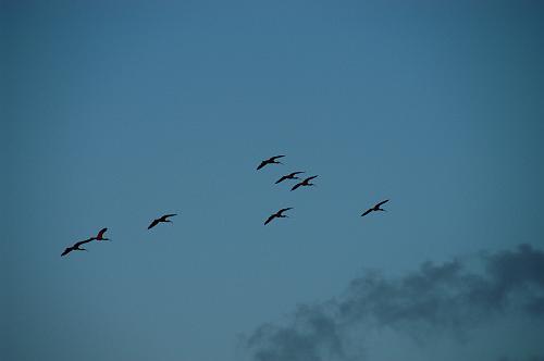 Scarlet Ibis